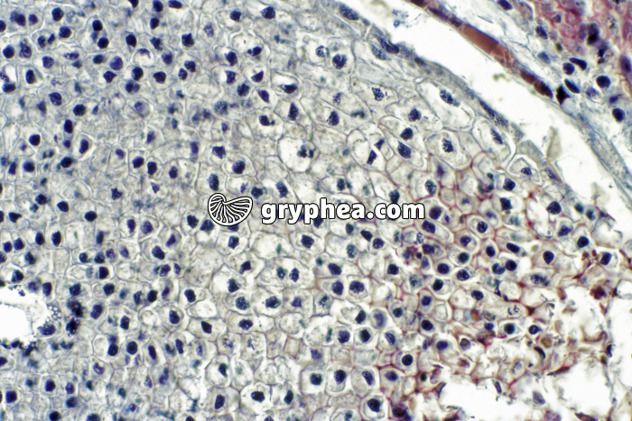 Pin - Cellules d'ovule de Pin x70 - gryphea.com